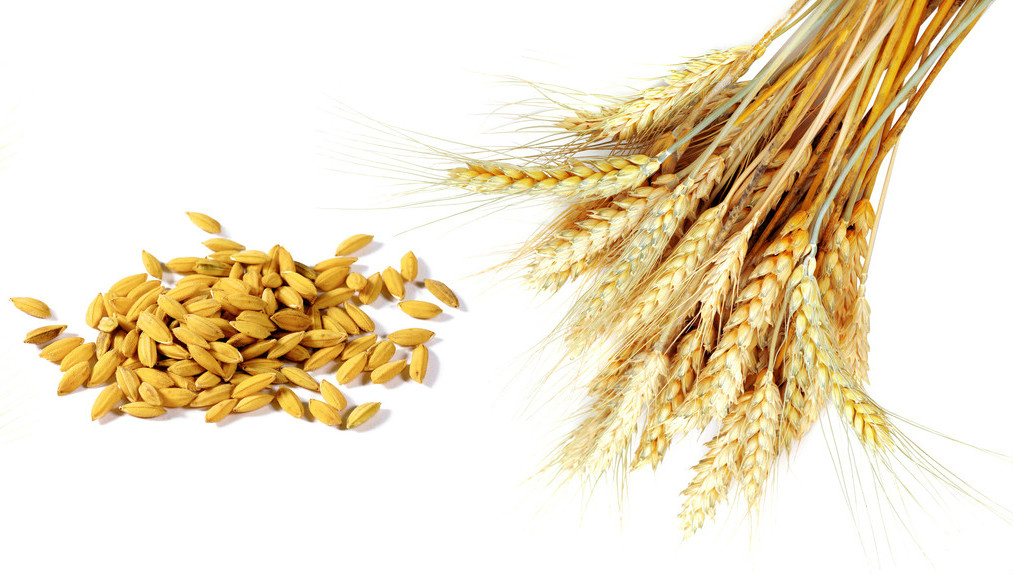 wheat protein powder